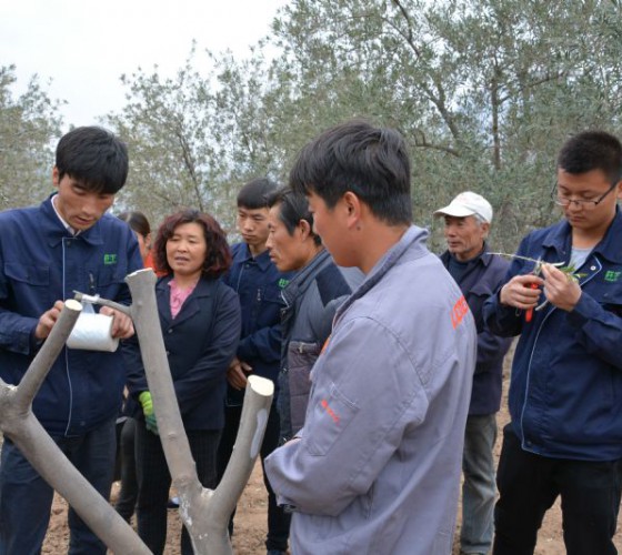 公司從產(chǎn)業(yè)鏈起始端著手，引進(jìn)良種優(yōu)苗，繁育基地苗圃，優(yōu)化樹種，以優(yōu)質(zhì)的橄欖樹苗為生產(chǎn)特級初榨橄欖油提供基礎(chǔ)保障。在以自建萬畝國家標(biāo)準(zhǔn)化油橄欖..
